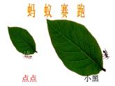 五 美化校園——圖形的周長 課件