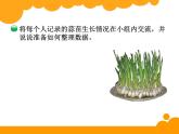 6.2栽蒜苗一 ppt课件 - 北师大数学四下