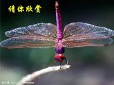 北师大版六年级下《欣赏与设计》公开课课件