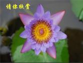 北师大版六年级下《欣赏与设计》公开课课件