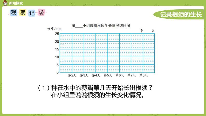 苏教版五年级数学下册 蒜叶的生长（PPT课件）07