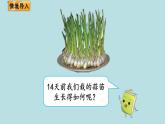 栽蒜苗（一）PPT课件免费下载