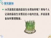 北師版數(shù)學(xué)四年級(jí)下冊(cè) 6.2《栽蒜苗（一）》PPT課件