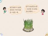 北師版數(shù)學(xué)四年級(jí)下冊(cè) 6.2《栽蒜苗（一）》PPT課件