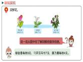 冀教版數學二年級下冊 2.4《有余數除法的簡單應用》PPT課件