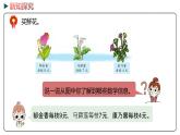 冀教版数学二年级下册 2.4《有余数除法的简单应用》PPT课件