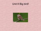 北师大版（一起）三年级英语下册Unit 8 Big bird! 课件2