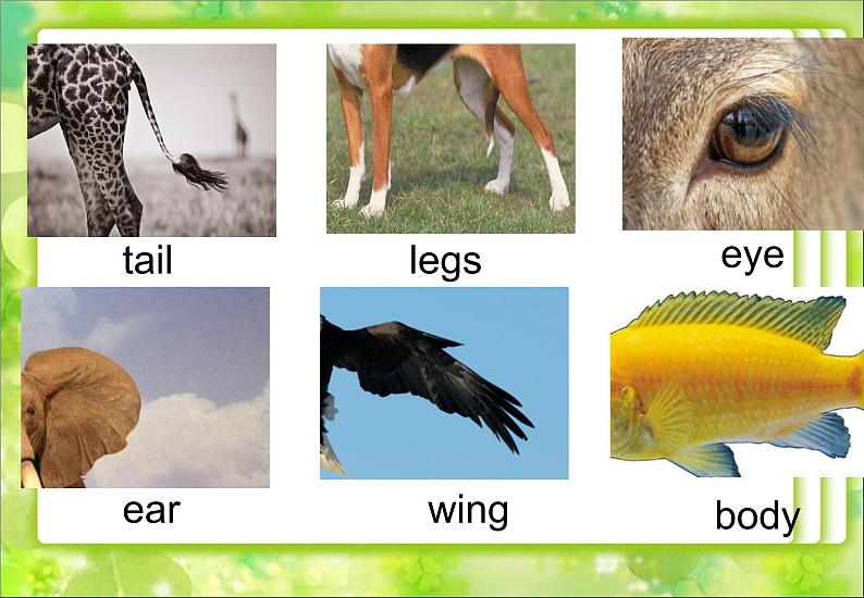 牛津译林版五年级英语上册-Unit 3 Our animal friends（Grammar-Fun time）（共20张）课件07