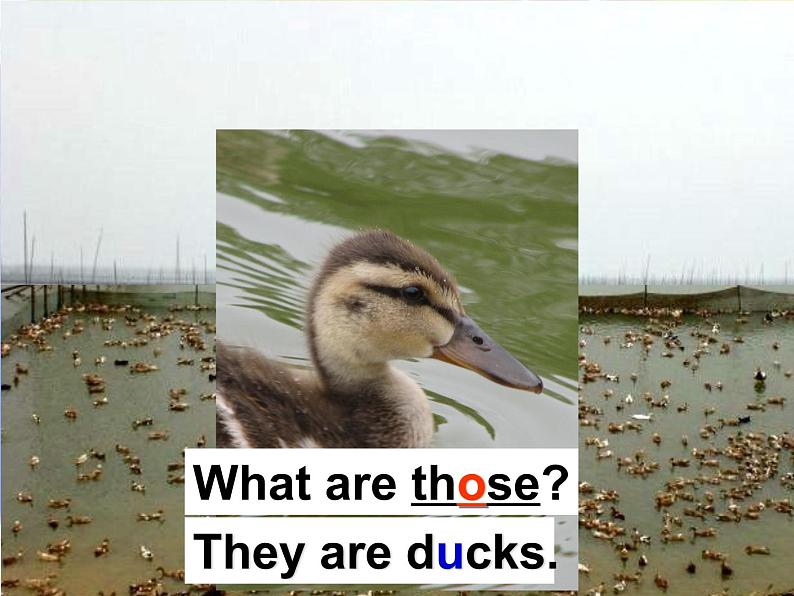 Module 3 Unit 1 These ducks are very naughty 1 课件第4页