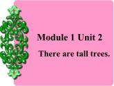 外研版(一起)五年级上册Module 1《Unit 2 There are tall trees now》ppt课件3