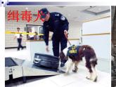 外研版(一起)五年級(jí)上冊(cè)Module 7《Unit 1 This dog can help him》ppt課件1