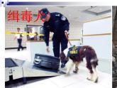 外研版(一起)五年级上册Module 7《Unit 1 This dog can help him》ppt课件1