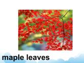 Unit 6 Countries Lesson 2 課件 1