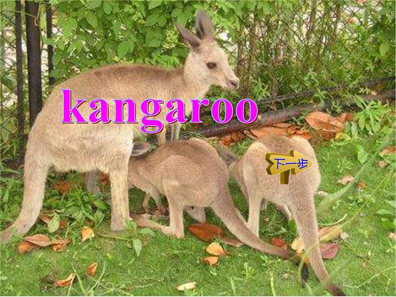 外研版（一起）英语四年级下册课件 《Module 9Unit 2 Kangaroos live in Australia.》06