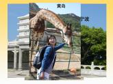 外研版（一起）英語五年級(jí)下冊(cè)課件 《Module10Unit 2 I played on the beach.》