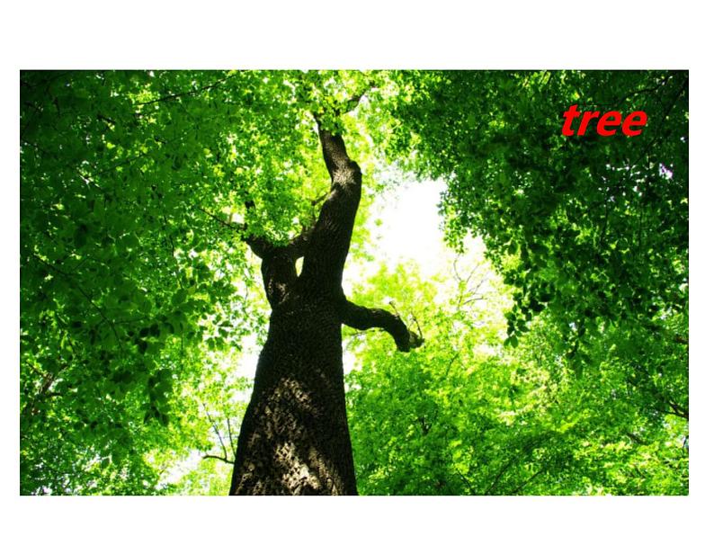 人教PEP版英语五年级上册 Unit 6 In a nature park-PartB Let's learn & Write and say(课件)05