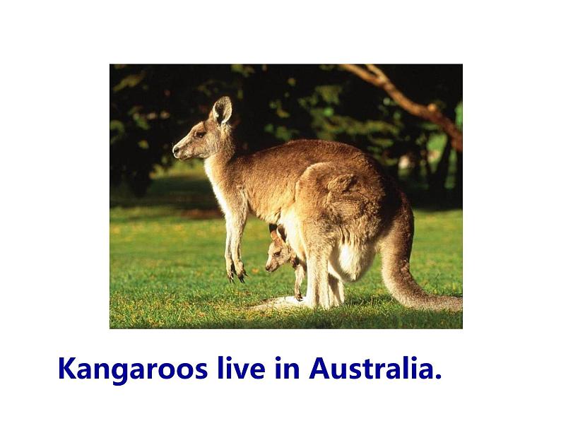 U2-L11 Australia 上课课件第3页