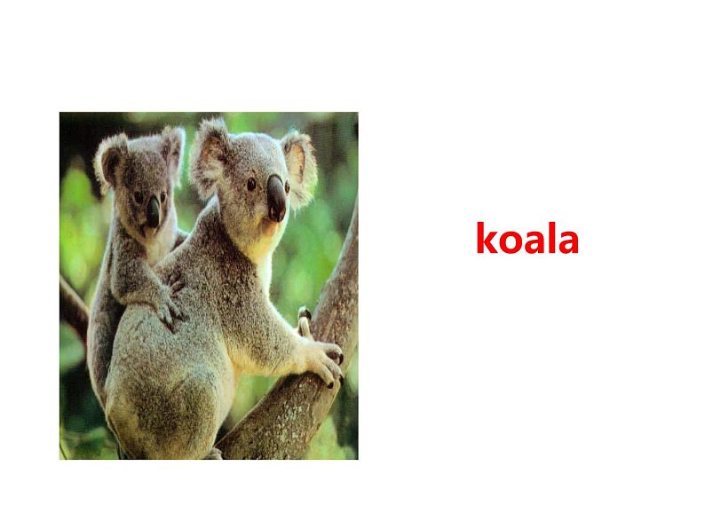 U2-L11 Australia 上课课件第4页