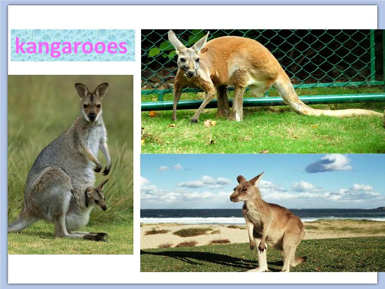 Unit 6 An interesting country课件+音频＋教案＋素材02