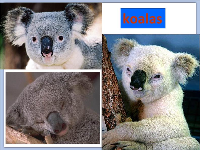 Unit 6 An interesting country课件+音频＋教案＋素材03