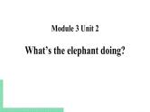 Module 3 Unit 2 What's the elephant doing课件PPT