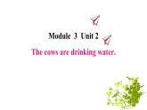 Module  3 Unit 2 The cows are drinking water课件PPT