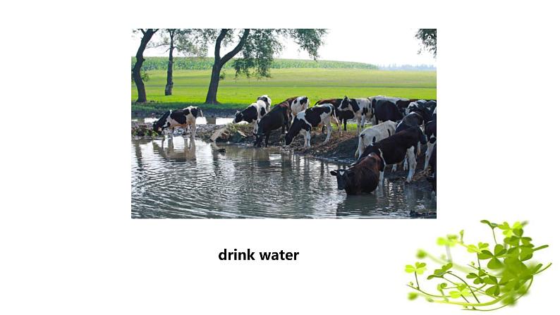 Module  3 Unit 2 The cows are drinking water课件PPT04