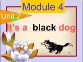 外研版（三起）英語(yǔ)三年級(jí)上冊(cè)Module 4 Unit 2 It's a black dog. 課件