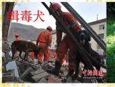 外研版（一起）英語五年級(jí)上冊(cè) Module 7 Unit 1  His  dog  can  help  him（課件）