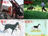 外研版（一起）英語五年級(jí)上冊(cè) Module 7 Unit 1  His  dog  can  help  him（課件）