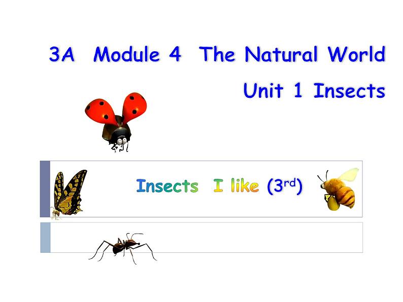 沪教版英语三年级上册（试用版） Module 4 Unit 1  Insects（课件）01