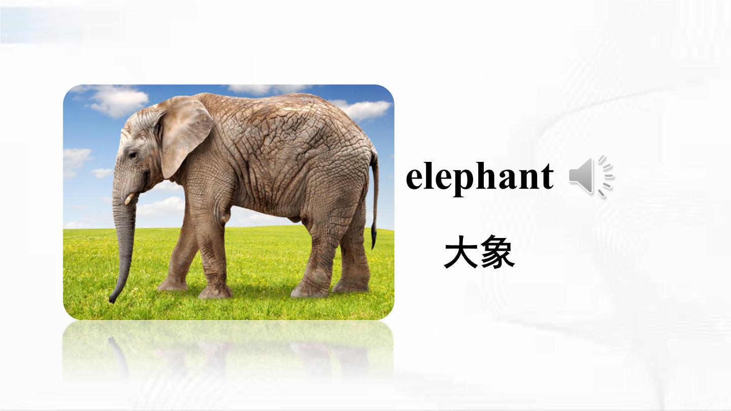 大象英语单词怎么读图片