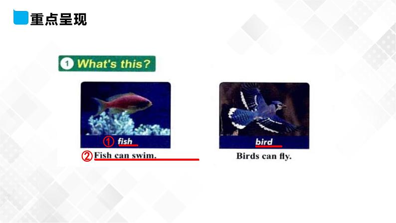 冀教版 三年级下册英语-Unit 1 Lesson 3 Fish and Birds （课件+教案+练习+素材）04