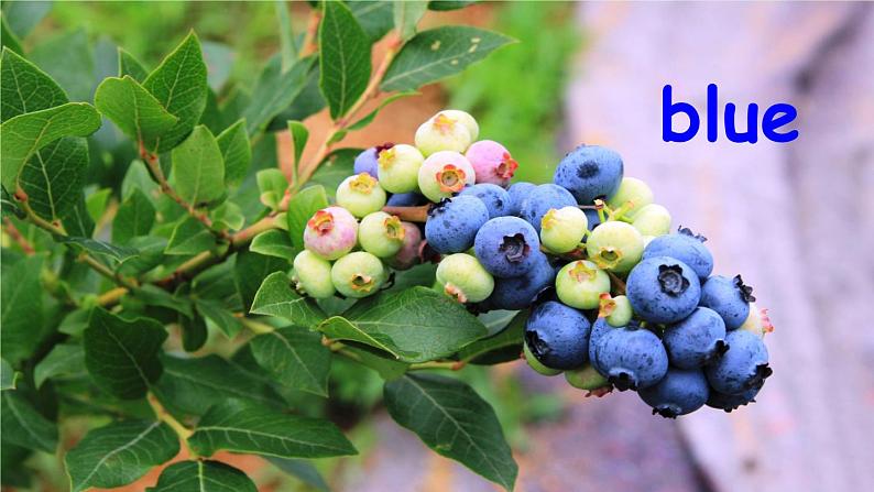 人教版（新）英语三年级上册 Unit 2 Part A 第2课时 教学课件+音频素材04