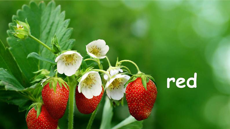 人教版（新）英语三年级上册 Unit 2 Part A 第2课时 教学课件+音频素材05