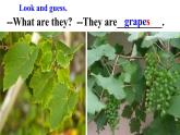 Unit 5 Do you like pears？Part B Let's talk（课件）-2021-2022学年人教版三年级英语下册 （共30张PPT）
