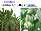 Unit 5 Do you like pears？Part B Let's talk（课件）-2021-2022学年人教版三年级英语下册 （共30张PPT）