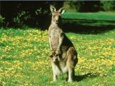 外研版一起小學(xué)英語四下《Module 9Unit 2 Kangaroos live in Australia.》PPT課件 (3)