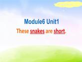 外研版（一起）一下Module 6《Unit 1 These snakes are short》ppt课件5