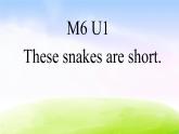 外研版（一起）一下Module 6《Unit 1 These snakes are short》ppt课件3