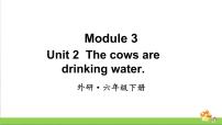 小学英语外研版 (三年级起点)六年级下册Unit 2 The cows are drinking water教学课件ppt