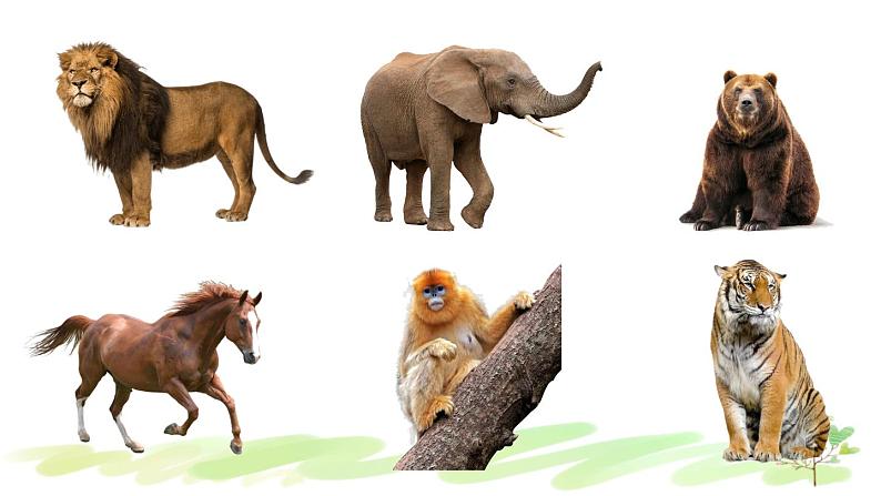 人教精通版英语五年级下册 Unit 5 Fun FactsPPT课件+教案03