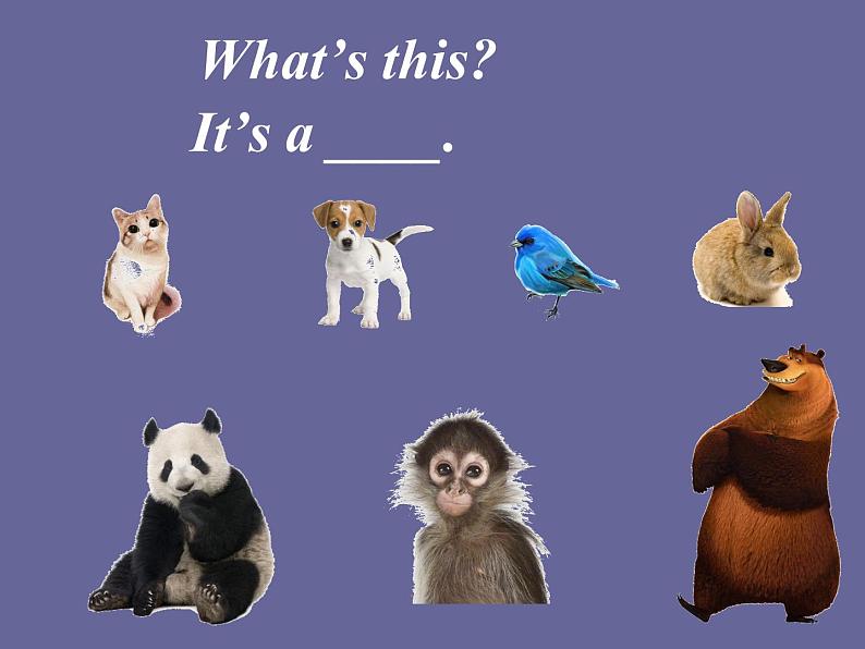 人教精通版（三年级起点）三年级下册Unit 5  It's a parrot.Lesson 29（课件）04