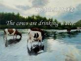 外研版（三起）小学英语六下 Module3 Unit2 The cows are drinking water. 课件