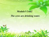 外研版（三起）小学英语六下 Module3 Unit2 The cows are drinking water. 课件