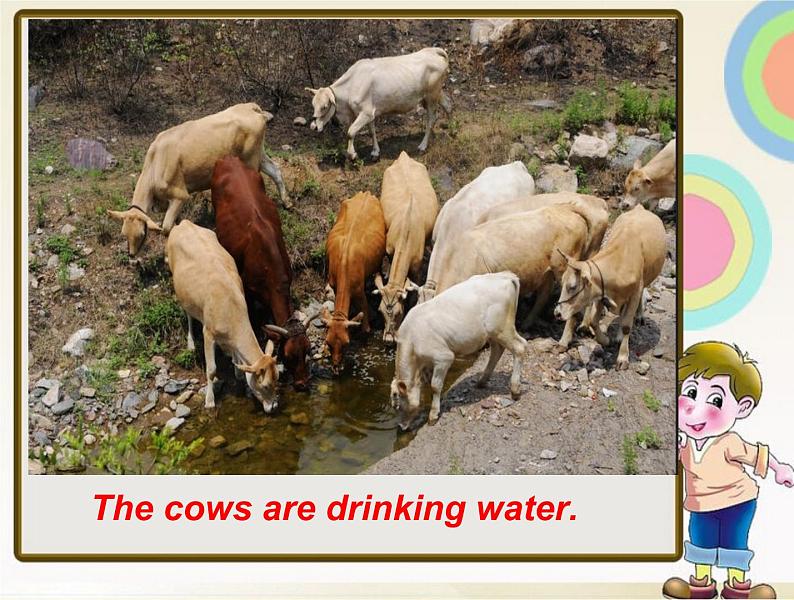 外研版（三起）小学英语六下 Module3 Unit2 The cows are drinking water. 课件第8页