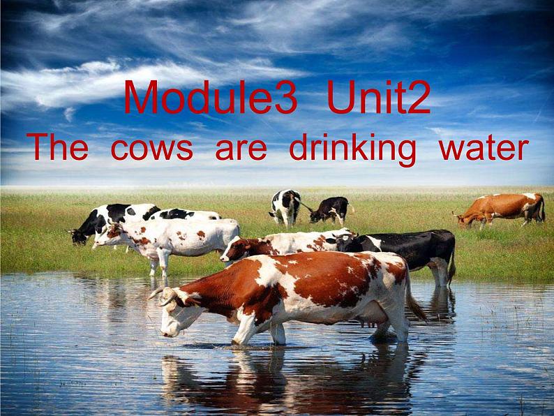 外研版（三起）小学英语六下 Module3 Unit2 The cows are drinking water. 课件02