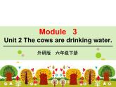 外研版（三起）小学英语六下 Module3 Unit2 The cows are drinking water. 课件