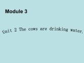 外研版（三起）小学英语六下 Module3 Unit2 The cows are drinking water. 课件
