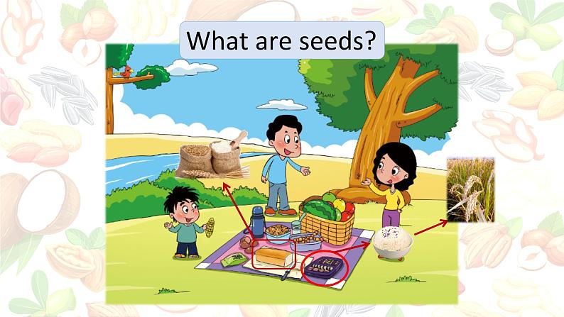 小学英语北京版5B unit3 how do seeds travel Lesson11部优课件05